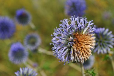 knapweed çiçek alanında