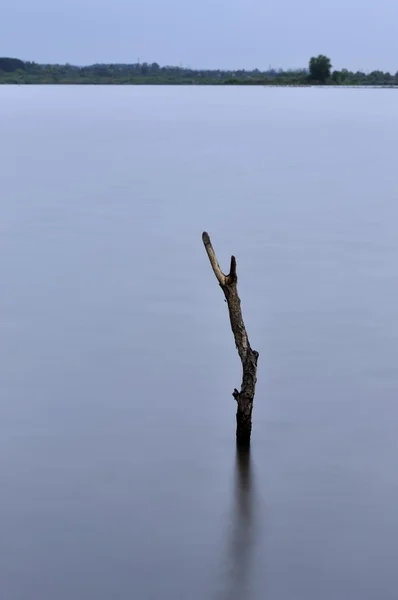 Tree branch sticking out of the river — Stock Photo, Image