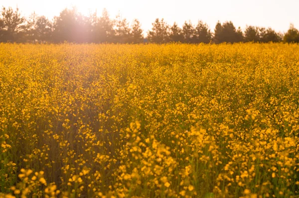 Gelbe Blumen auf dem Feld — Stockfoto