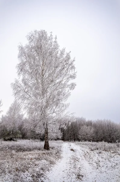 Paesaggio invernale — Foto Stock