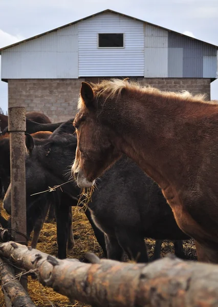 Stock image Foal farm