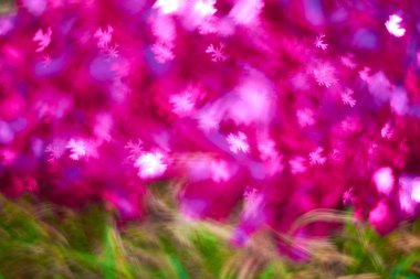 pembe ve yeşil bulanıklık