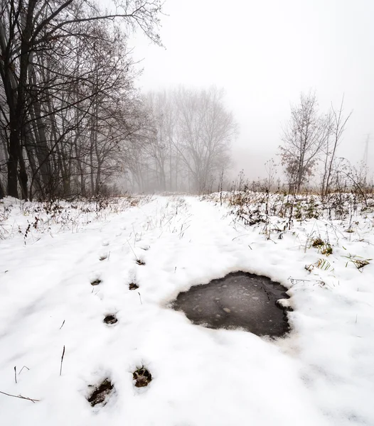 森の冬の道 — ストック写真