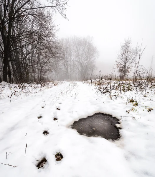 Winter road in the forest