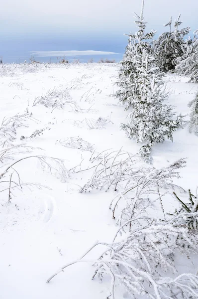 Paisagem inverno — Fotografia de Stock