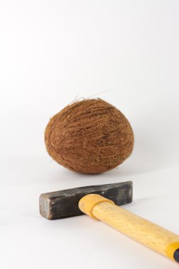 Beyaz arka planda hindistan cevizi