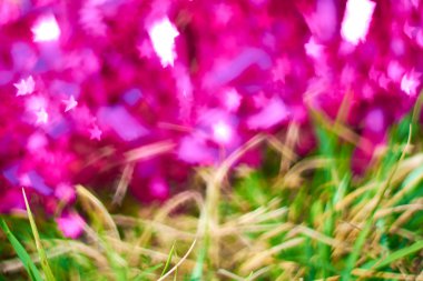 pembe ve yeşil bulanıklık