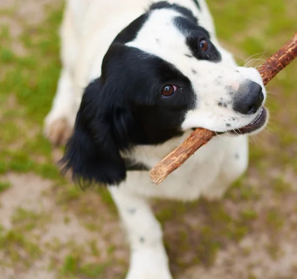 Ryska Spaniel spelar med pinne — Stockfoto