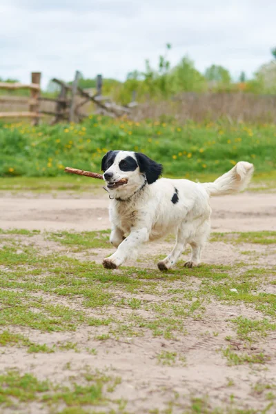 Russian Spaniel playing with stick — Stock Photo, Image