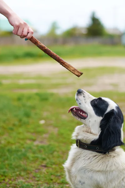 Russian Spaniel playing with stick — Stock Photo, Image