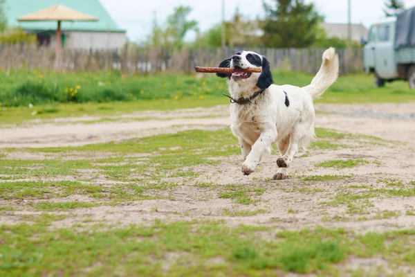 Russian Spaniel playing with stick — Stock Photo, Image