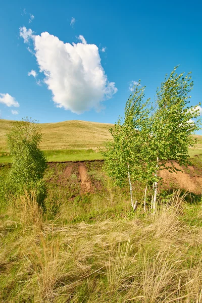 Small woods against the sky — Stock Photo, Image