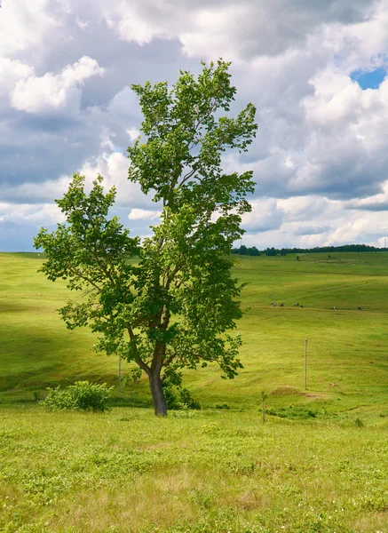 Дерево на зеленому лузі на тлі блакитного неба з хмарами — стокове фото