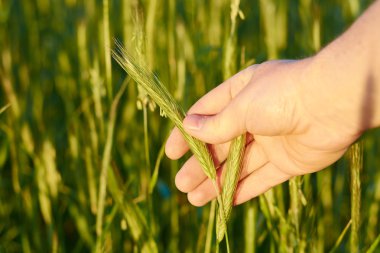 Eli kulağında buğday