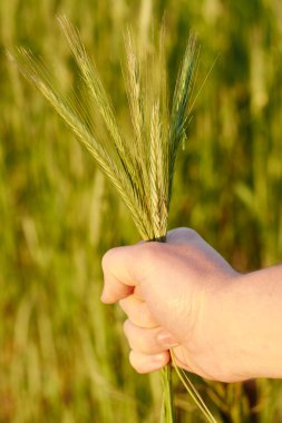 Eli kulağında buğday