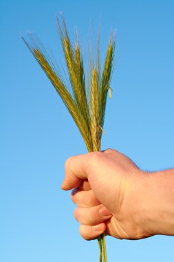 Eli kulağında buğday