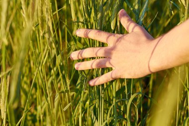 Eli kulağında buğday