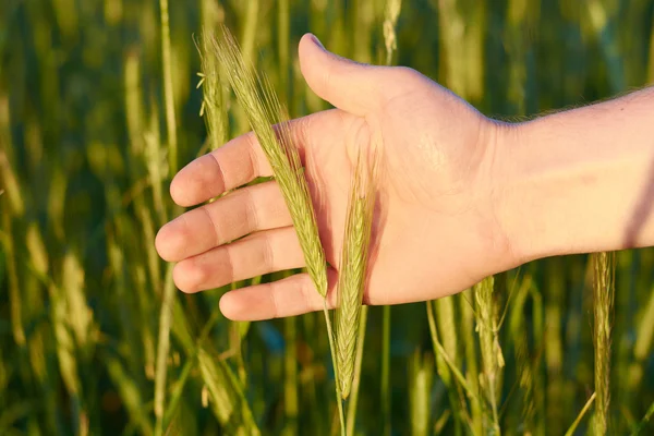 Uši pšenice v ruce — Stock fotografie