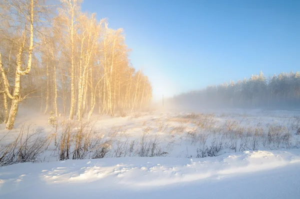 Paesaggio foresta invernale — Foto Stock