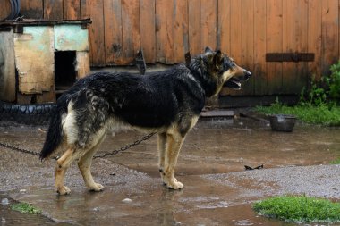 Yağmur altında bir zinciri Alman çoban köpeği