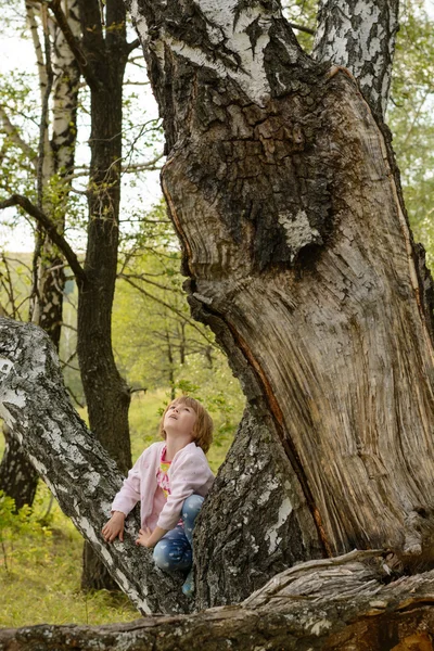 Ragazza si siede su un vecchio albero — Foto Stock