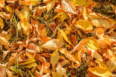 Sarı yapraklar arasında yeşil çim zemin üzerinde