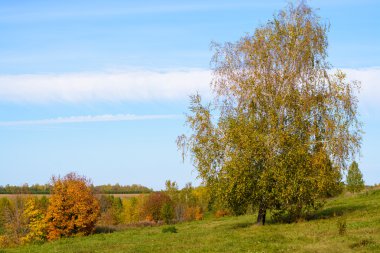 ağaçlar Sarı yaprakları ile