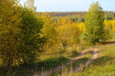ağaçlar Sarı yaprakları ile