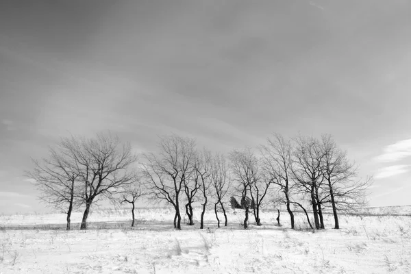 Black and white landscape trees in winter — Stock Photo, Image