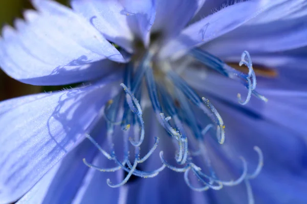 Макрокартина синего цветка — стоковое фото
