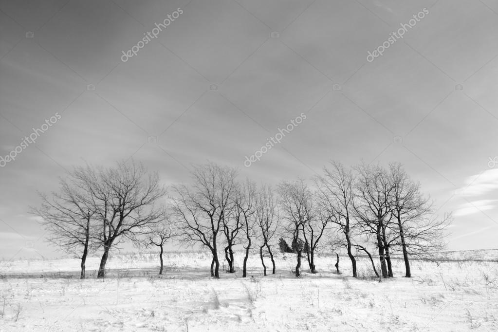 Black and white landscape trees in winter