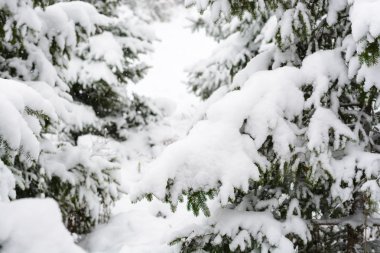 Ladin karda dalları