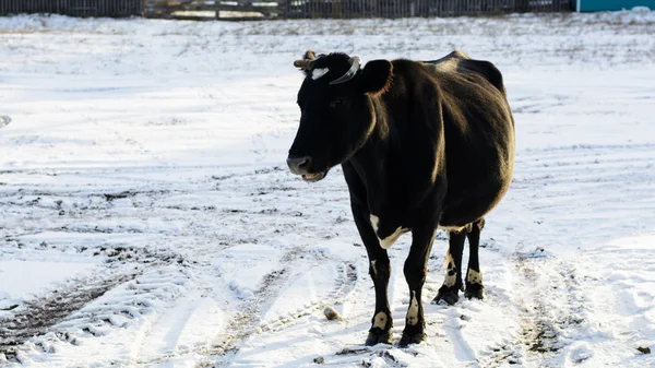 Krowa stoi w śniegu wsi — Zdjęcie stockowe