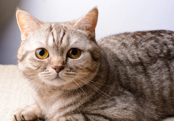 Кот британской породы — стоковое фото
