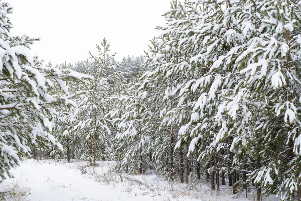 Forêt de pins sous neige — Photo