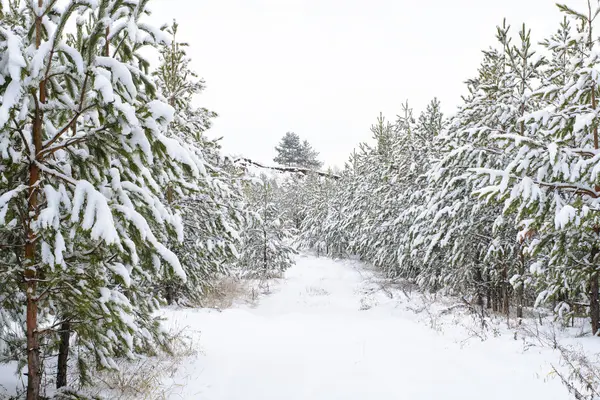 Forêt de pins sous neige — Photo
