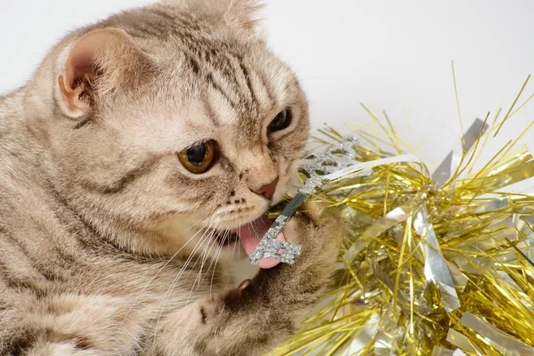Kočka si hraje s vánoční ozdoby — Stock fotografie