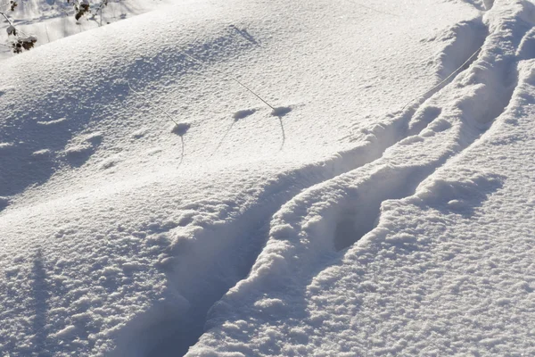 Vestígios de animais selvagens na neve — Fotografia de Stock