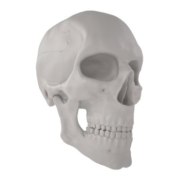 Scull4