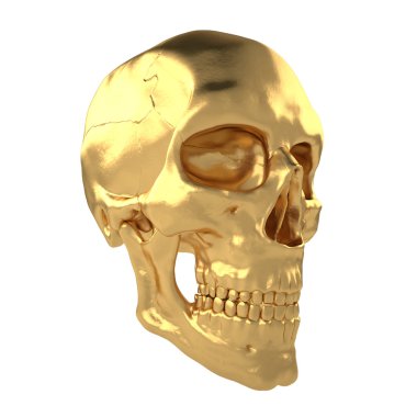 Anatomik insanlar Scull31