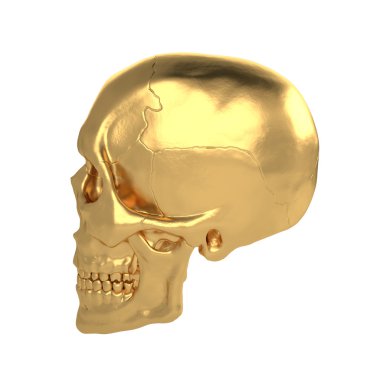 Anatomik insanlar Scull31