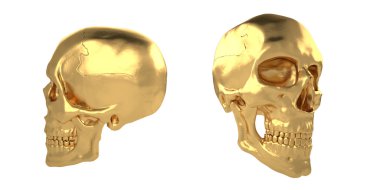 Anatomik insan scull24