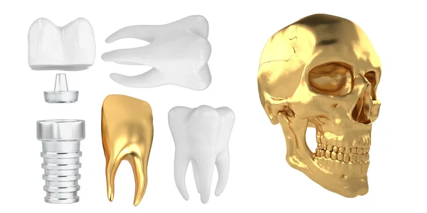 Anatomiska mänskliga scull24 — Stockfoto