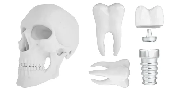 解剖人体 scull24 — 图库照片