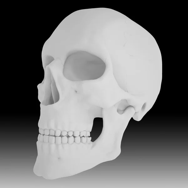 Anatomiska mänskliga scull24 — Stockfoto