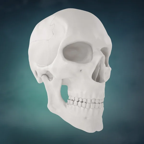 Anatomiska mänskliga scull24 — Stockfoto