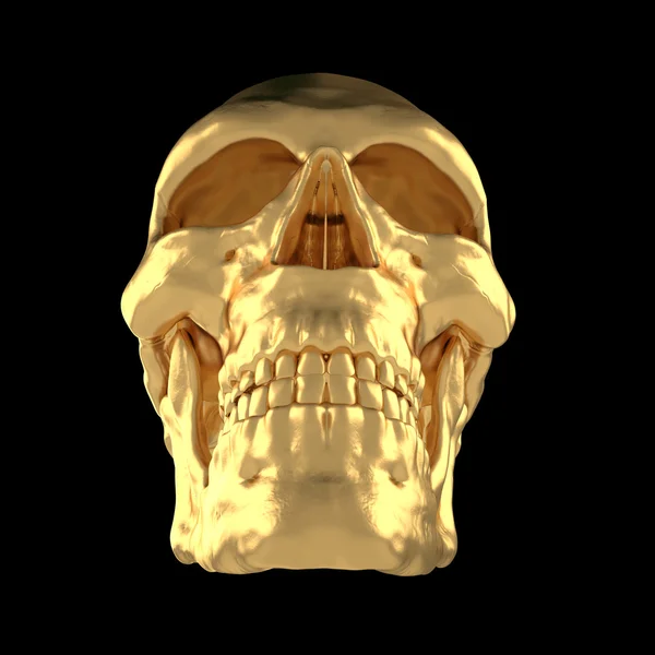 Scull24 humano anatómico — Foto de Stock