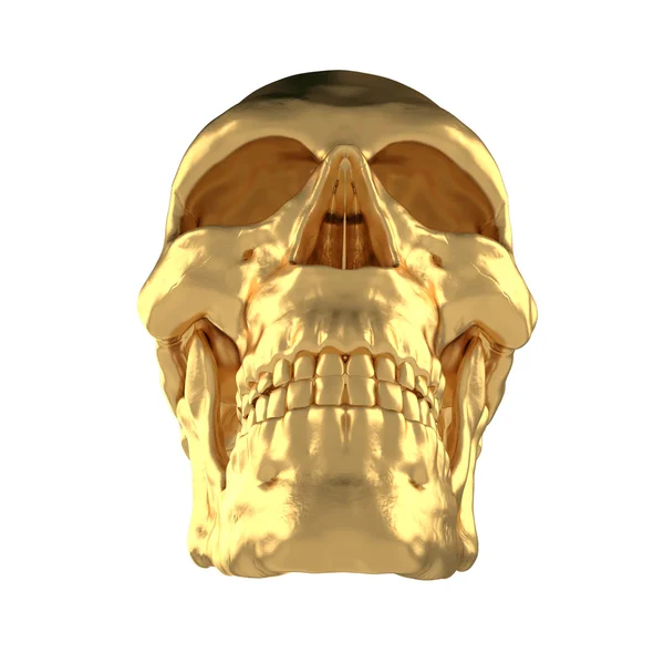 Anatomiska mänskliga scull24 — Stockfoto