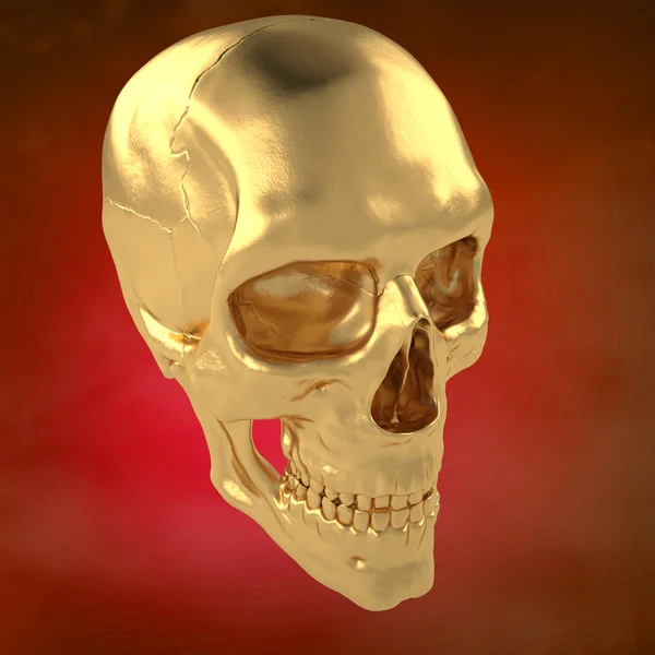 Anatomischer menschlicher Schädel 24 — Stockfoto