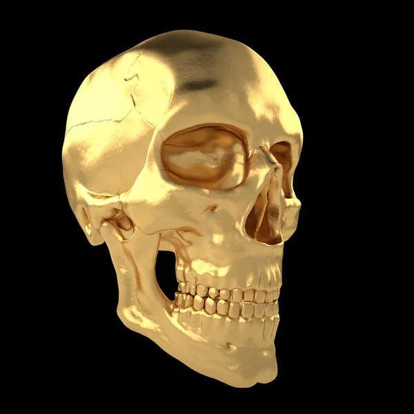 Anatomische menselijke scull24 — Stockfoto